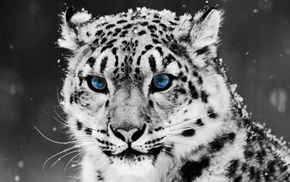 animals