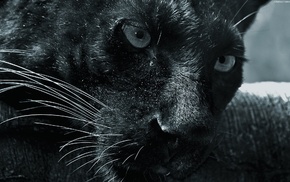 animals