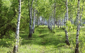 spring, landscape, forest