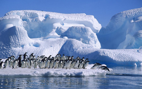 water, animals, penguins