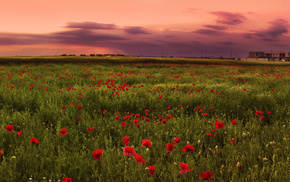 field, pink, sunset, poppies, nature