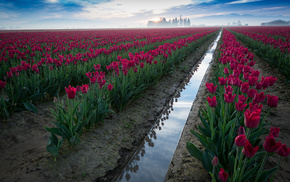 sky, flowers, field