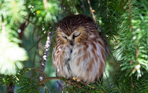 animals, owl, tree, nature