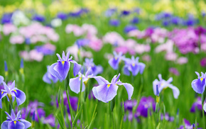 flowers, summer