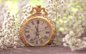 flowers, stunner, macro, clocks