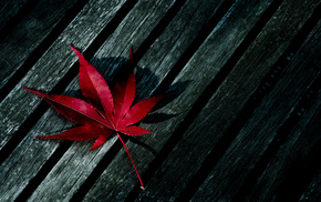 red, macro, leaf, tree