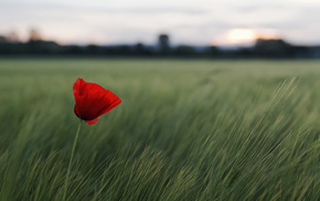 red, flower, field, nature, grass