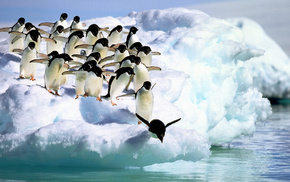 water, penguins, snow, animals