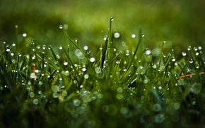 macro, drops, highlights, dew, grass