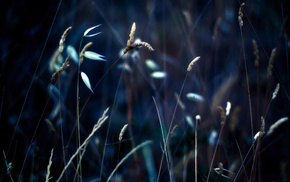 grass, macro