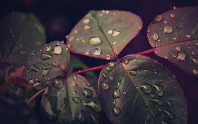 drops, macro, leaves