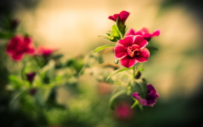 petals, macro, motion blur, flowers, flower