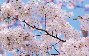 trees, flowers, spring