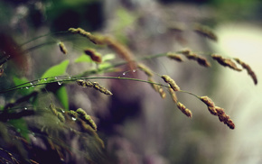 grass, macro, drops
