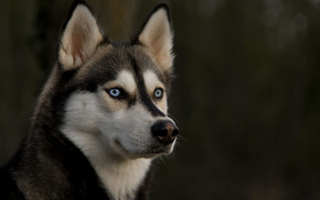 ears, dog, eyes, animals