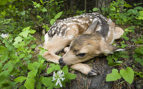 animals