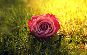 grass, sun rays, Sun, flower, rose