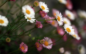 stunner, flowers