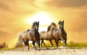 animals, horses, sunset