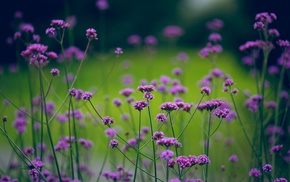 motion blur, flowers, nature, greenery, plants