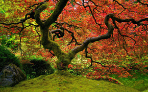 autumn, red, nature