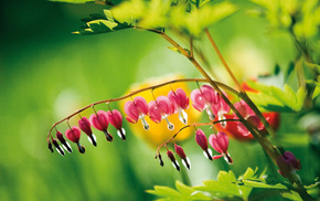 flowers, stunner