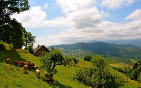 house, nature