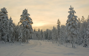 winter, snow, sunset, trees