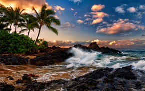 palm trees, sea, nature, beach