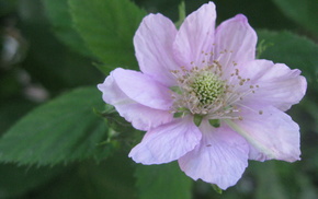 spring, flowers