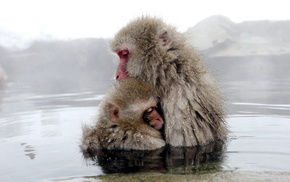 water, animals, nature