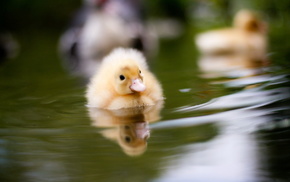 water, animals, nature
