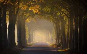 landscape, trees, light, autumn, road