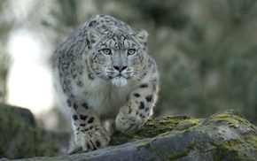 animals