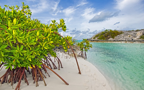 trees, nature, sand