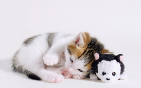 kitten, toy, animals, lies