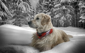 animals, winter, snow, dog