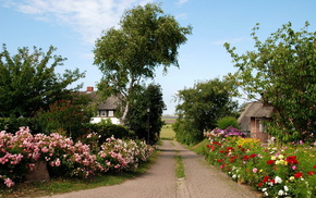 flowers, road, nature, trees, houses