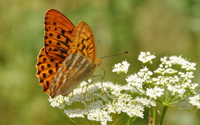 summer, wings, macro, butterfly