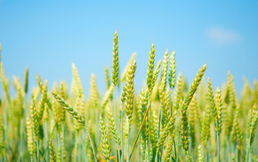 sky, field, macro