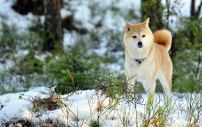 field, animals, winter, dog