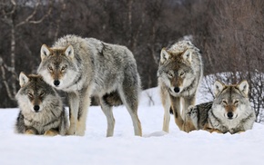 wolf, animals, winter
