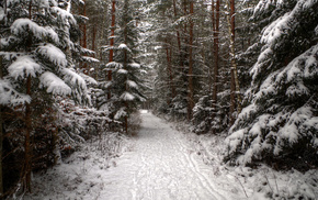 runway, snow, winter, forest