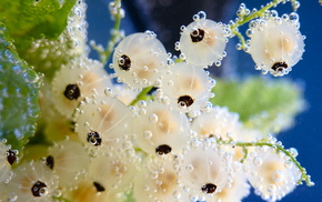 water, macro
