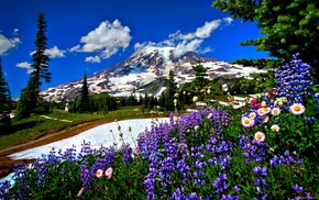 road, nature, mountain, flowers