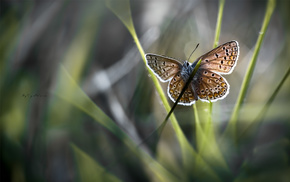 butterfly, grass, macro, motion blur, wings