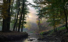 rays, creek, forest, nature