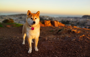 sunset, animals, background, dog