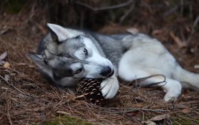 nature, dog, background, animals