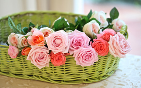 flowers, basket, roses